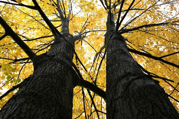 Árvores de bordo coloridas amarelas — Fotografia de Stock