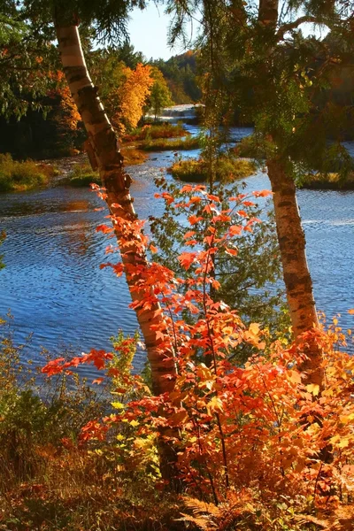 Podzimní čas stromy — Stock fotografie