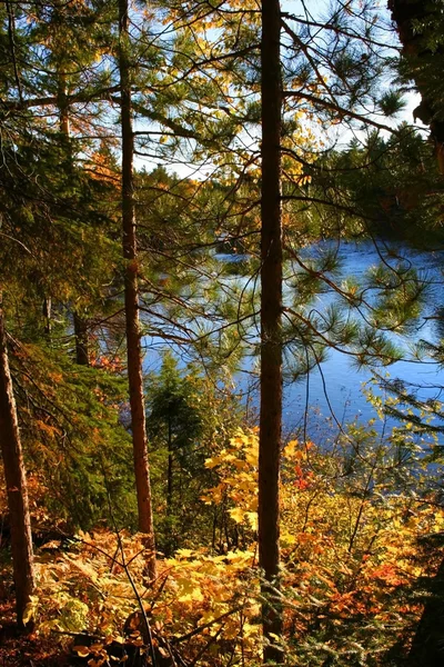 Czas jesieni drzewa — Zdjęcie stockowe