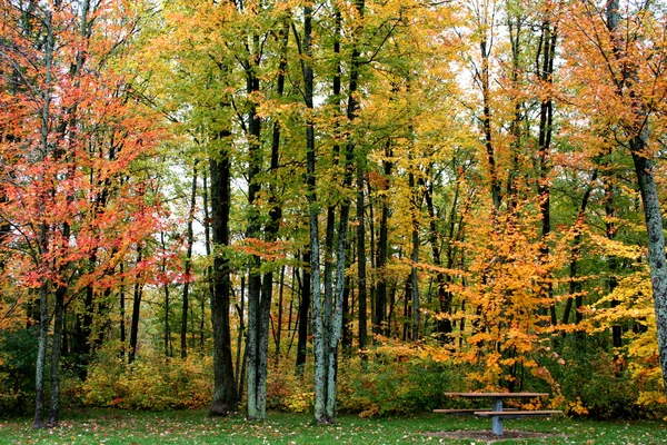 stock image Autumn time trees