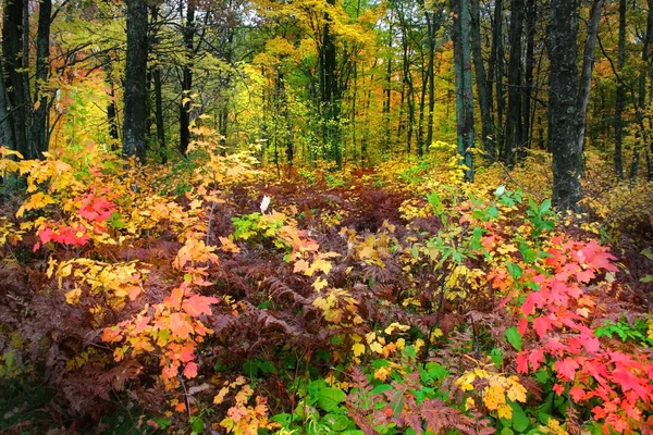 Scenic Autumn time — Stock Photo, Image