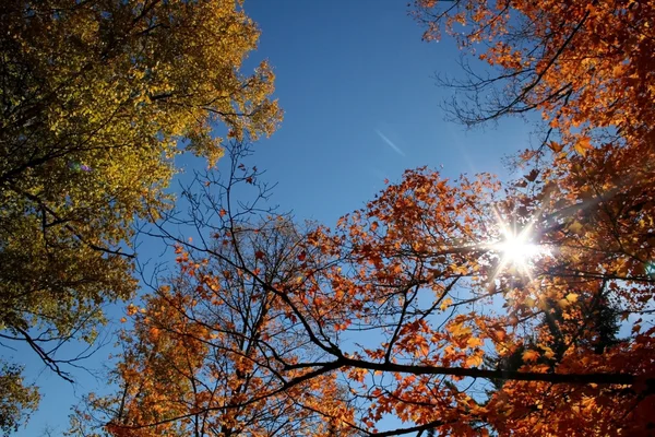 明亮的秋天时间 — 图库照片