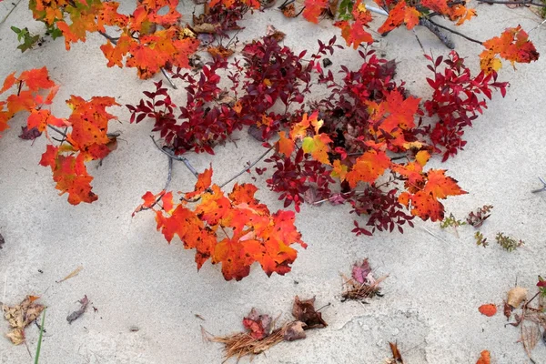 Φύλλα σφενδάμου στην άμμο — Φωτογραφία Αρχείου