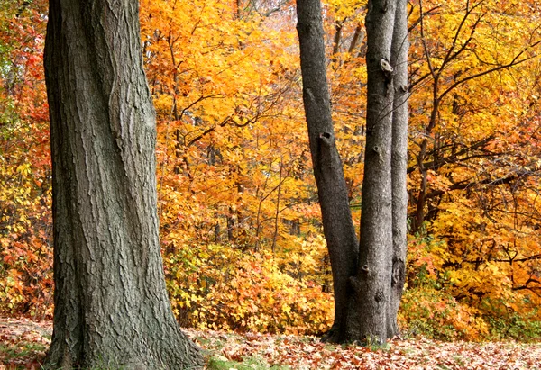 Gelber Herbst — Stockfoto