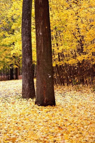 Žlutý podzim — Stock fotografie