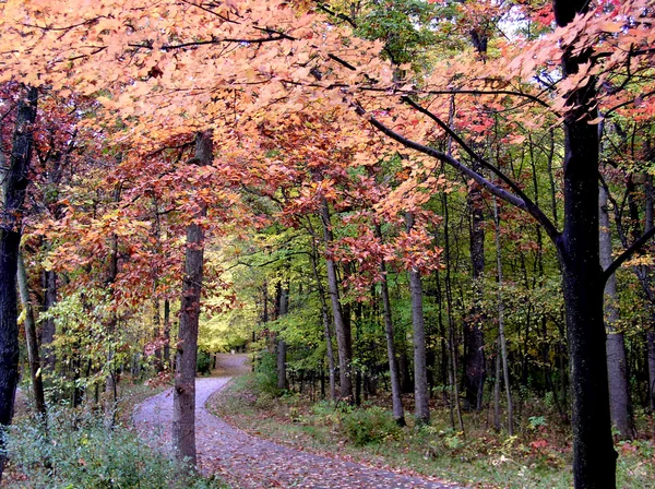秋天时间树 — 图库照片