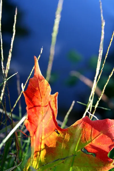 Maple leaf soyut — Stok fotoğraf