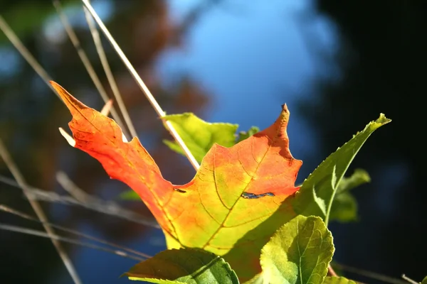 Maple leaf absztrakt — Stock Fotó