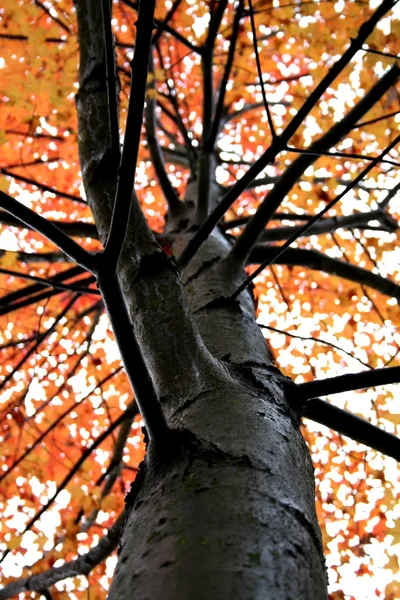 SINGLE AUTUMN TREE — Stock Photo, Image