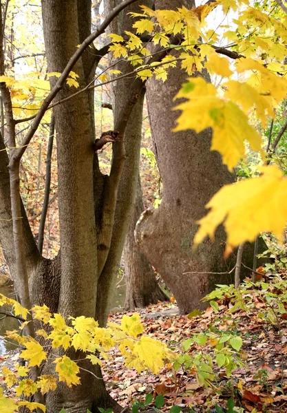 Árboles de otoño Resumen —  Fotos de Stock