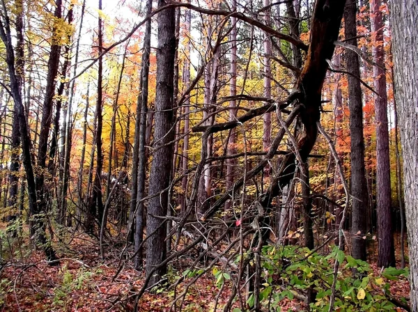 Herfst tijd bomen — Stockfoto