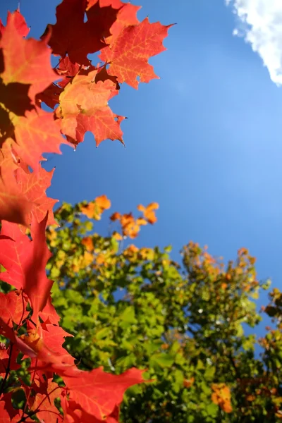 Herfst blad frame — Stockfoto