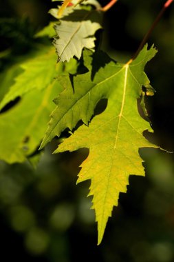 parlak akçaağaç yaprakları