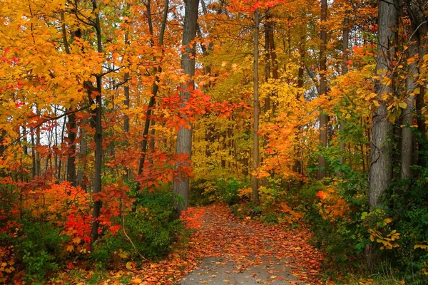 Natursköna hösten — Stockfoto