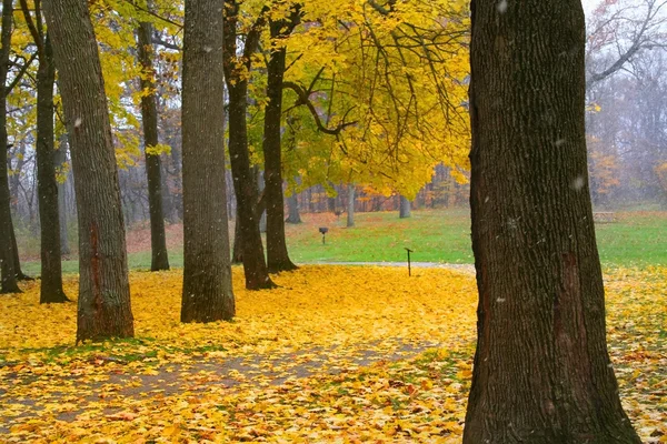 Fall Trees — Stock Photo, Image