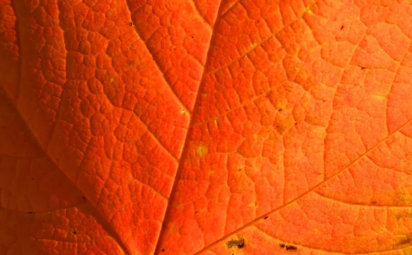 붉은 단풍잎 — 스톡 사진