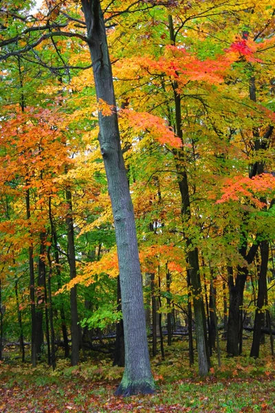 Мальовничі осінь — стокове фото