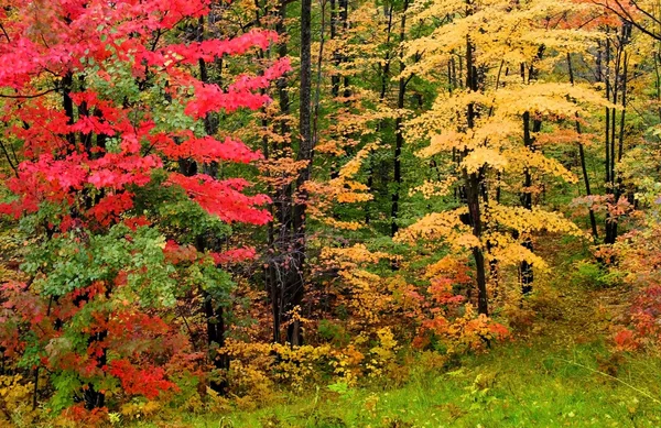 Herfst bomen — Stockfoto