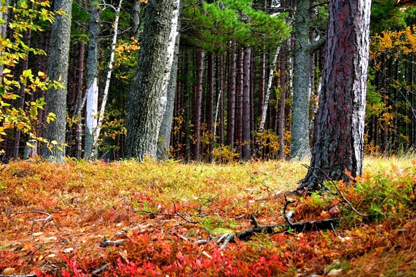 Outono em uma floresta — Fotografia de Stock