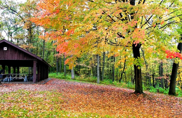 Herbstszene in einem Park — Stockfoto