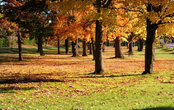 Herfst in een park — Stockfoto
