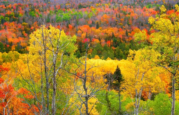 秋天的风景 — 图库照片