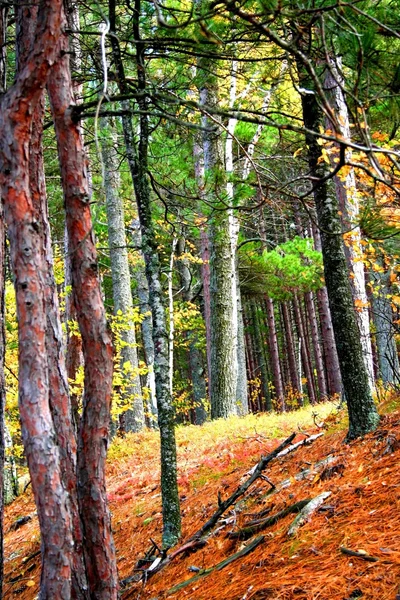 Ormandaki uzun ağaçlar — Stok fotoğraf