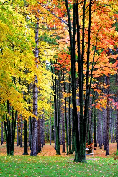Árvores coloridas brilhantes — Fotografia de Stock