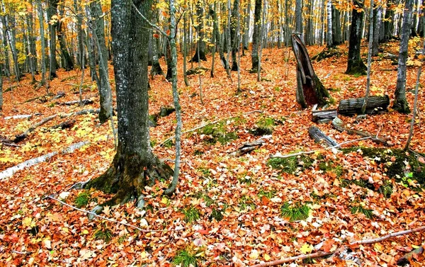 Forest In Autumn — Stock Photo, Image