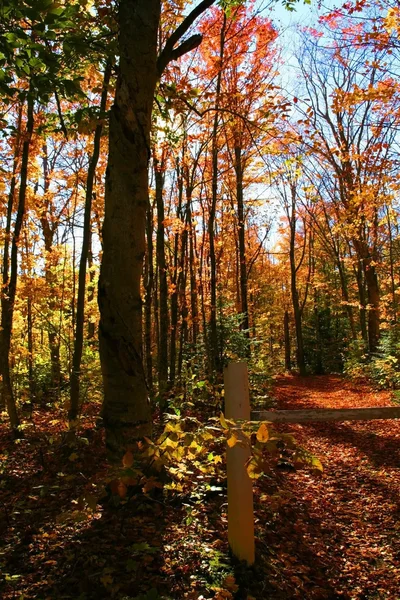 Escena de otoño — Foto de Stock