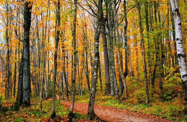 Красива сцена осінь — стокове фото