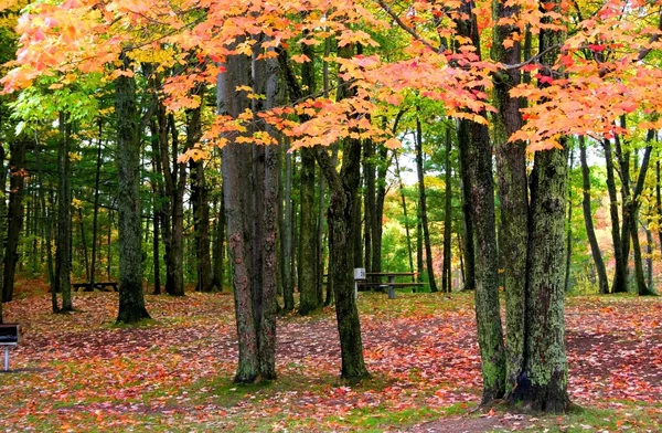 Podzimní scéna — Stock fotografie