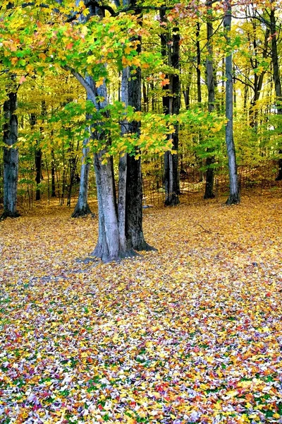 Autumn In Forest — Stock Photo, Image