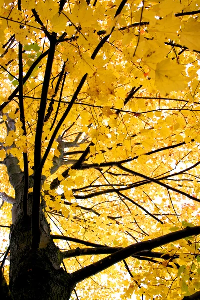 多彩秋天一棵树 — 图库照片