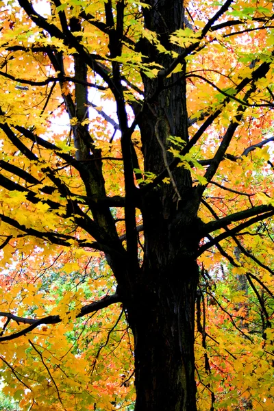 Barva žlutá strom — Stock fotografie