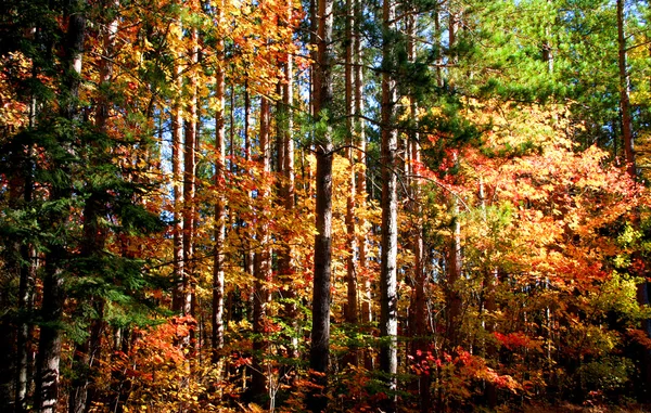 Herfst in een bos — Stockfoto