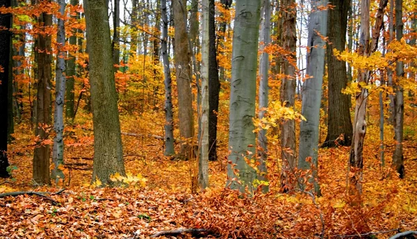 Осінні дерева — стокове фото