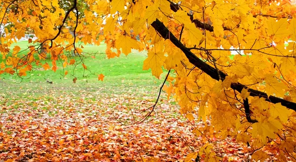 Падшие листья — стоковое фото