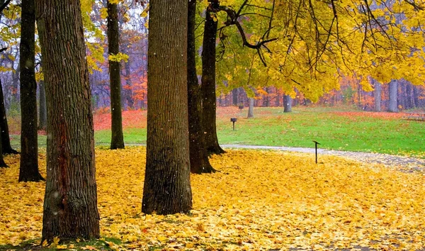 Amarelo árvores coloridas — Fotografia de Stock
