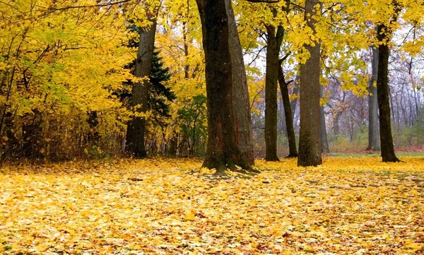 Amarelo árvores coloridas — Fotografia de Stock