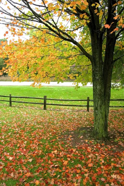 Světlé podzimní scéna — Stock fotografie