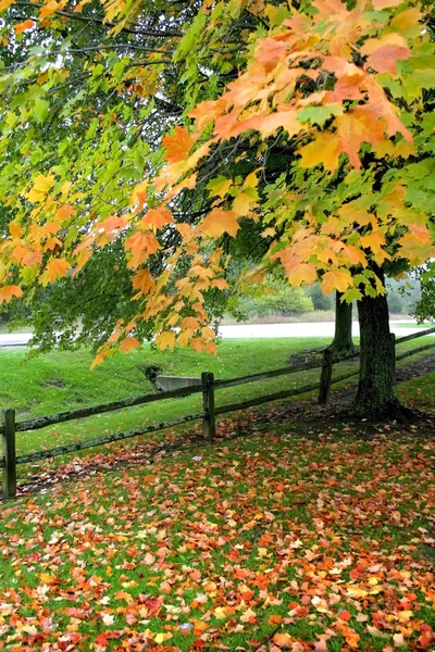 Bright Autumn Scene — Stock Photo, Image