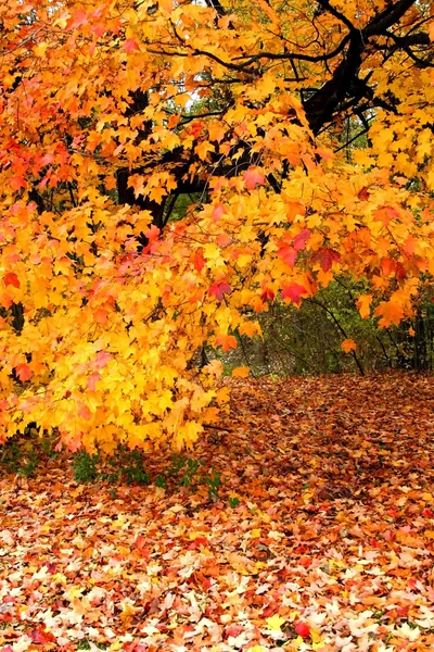 Malownicze jesień — Zdjęcie stockowe