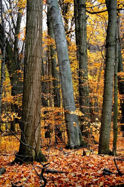 Барвисті осінні дерева — стокове фото