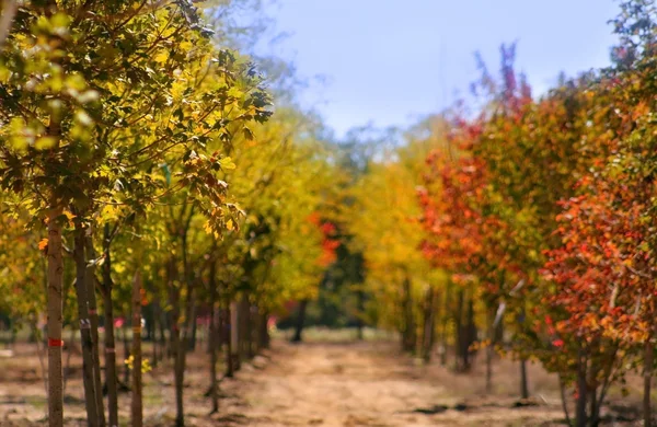 stock image Fresh Colorful Trees