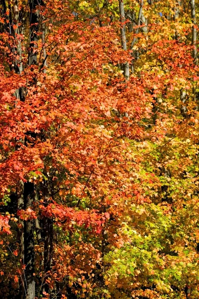 Autumn Time — Stock Photo, Image