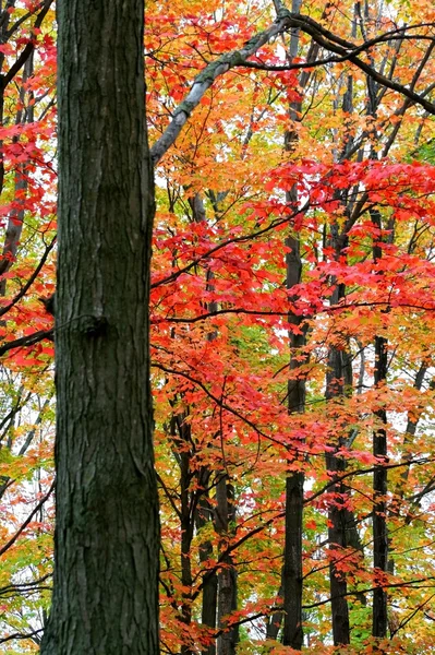 Árboles de otoño altos —  Fotos de Stock