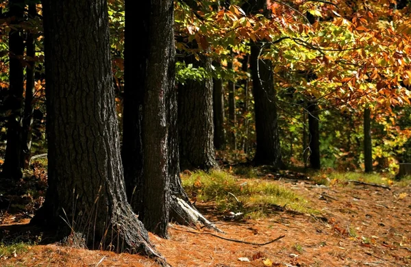 Magas őszi fák — Stock Fotó