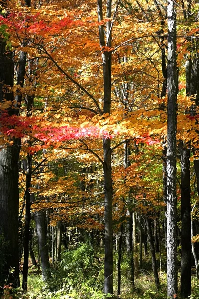 Alberi di autunno alti — Foto Stock