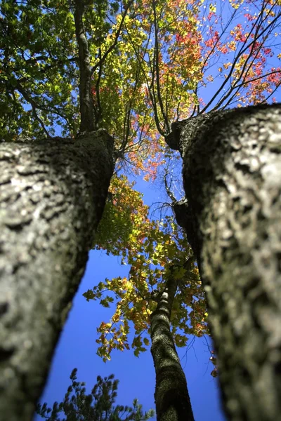 Dwóch wysokich drzew — Zdjęcie stockowe